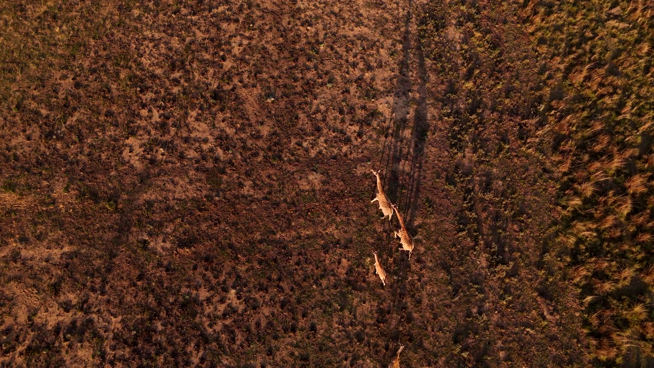 Top down drone view over Cape giraffe family in field with long sunset shadows