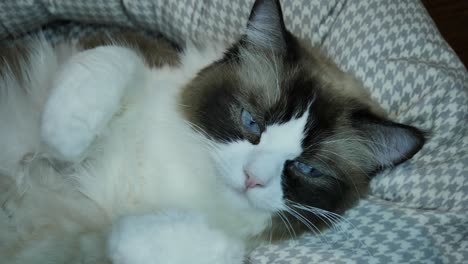 Niedliche-Ragdoll-Katzenmutter,-Die-Sich-Mit-Dem-Gesicht-Nach-Oben-Ausruht-Und-In-Die-Kamera-Blickt