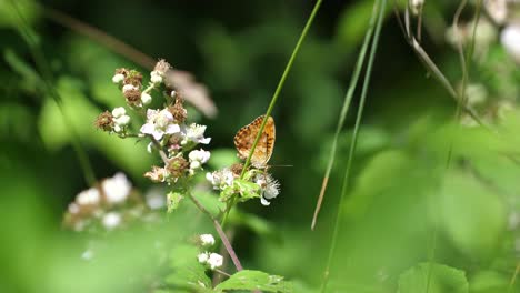 Mariposa-Argynnis-Naranja-Sobre-Flores-En-El-Bosque-De-Verdun.-Lorena,-Francia.