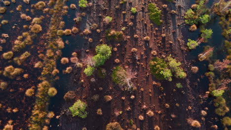 Birds-eye-view-drone-shot-captures-lake,-plant-texture-during-golden-hour