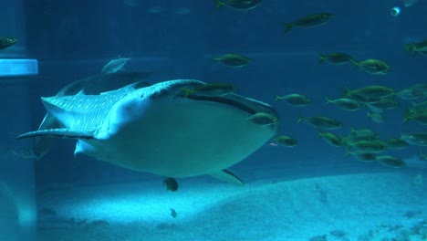 gentle giant glides through water surrounded by fish