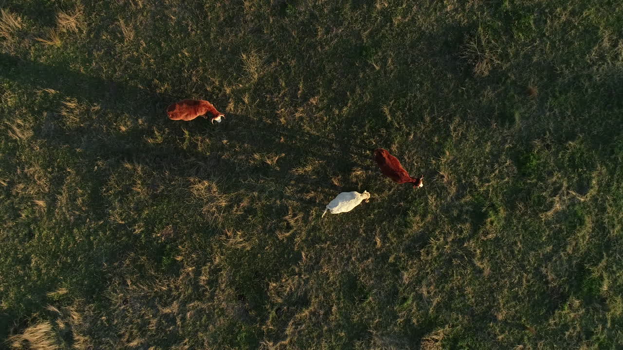푸른 잔디 목장에서 가축에게 먹이를 주는 것보다 느린 속도