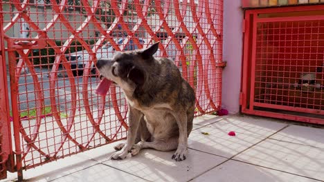 Un-Viejo-Perro-Callejero-Que-Sobrevivió-A-Un-Derrame-Cerebral