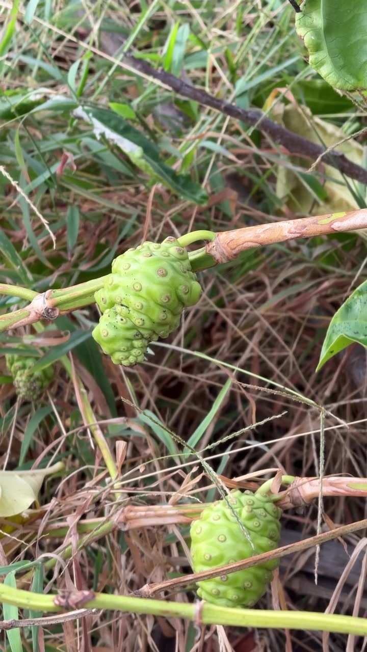 Frutto di Noni verde che cresce su un ramo in natura
