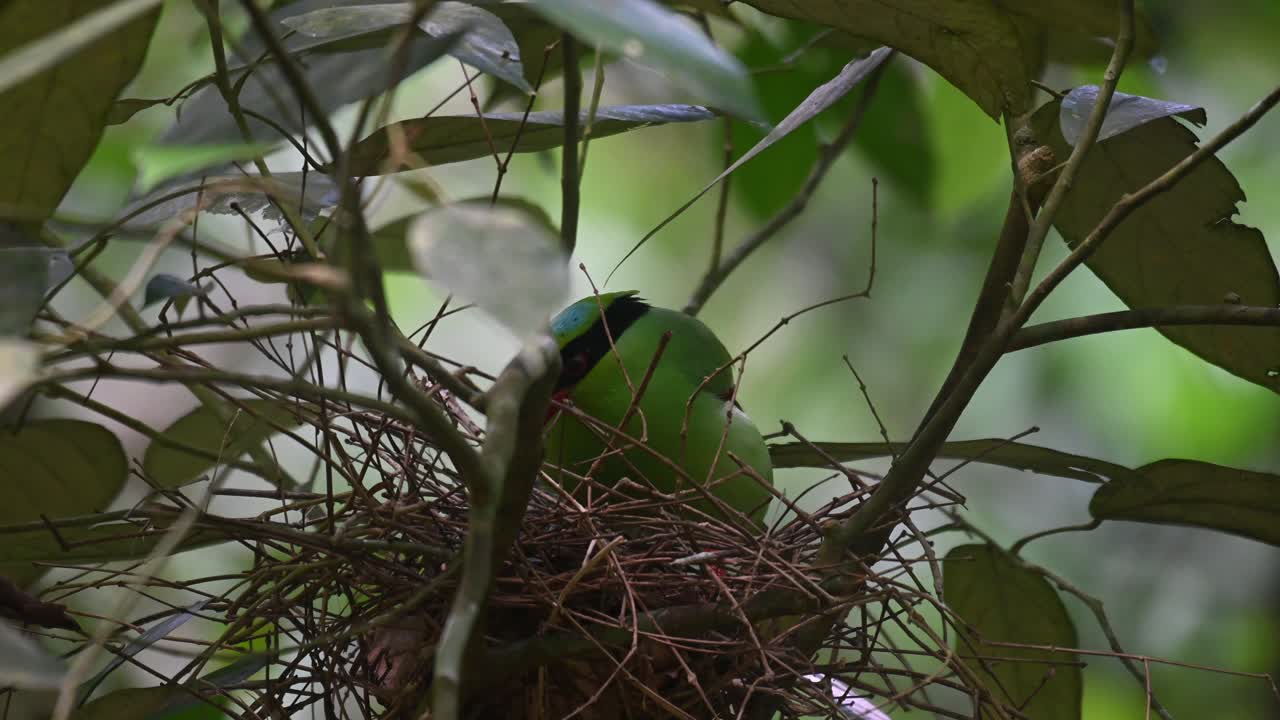 Common Green Magpie, Cissa chinensis, Kaeng Krachan National Park, Thailand