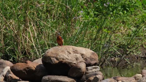 Martín-Pescador-Común,-Alcedo-Atthis,-Huai-Kha-Kaeng-Wildlife-Sanctuary,-Tailandia