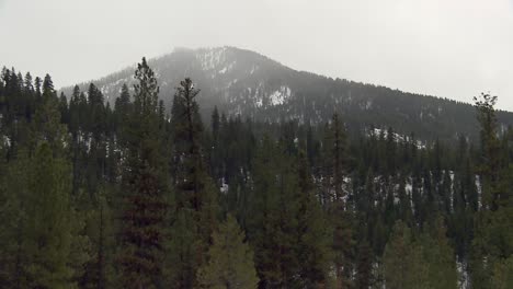 Pine-Tree-Forest-With-Foggy-Mountain-In-The-Background-In-Boise-National-Forest