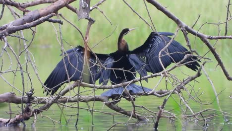 anhinga en estanque uhd mp4 4k video