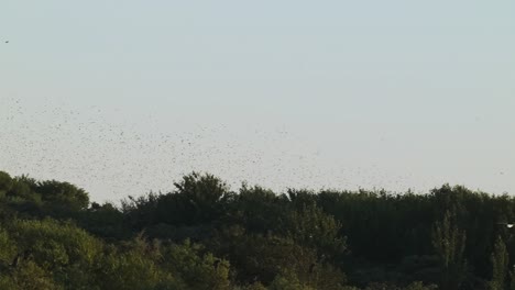 toma de seguimiento en cámara lenta que captura una bandada de aves migratorias que vuelan por el cielo despejado