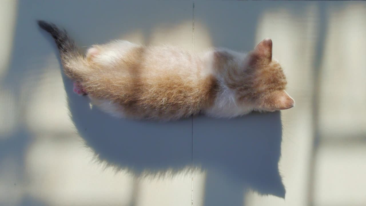 спящая кошка на полу.