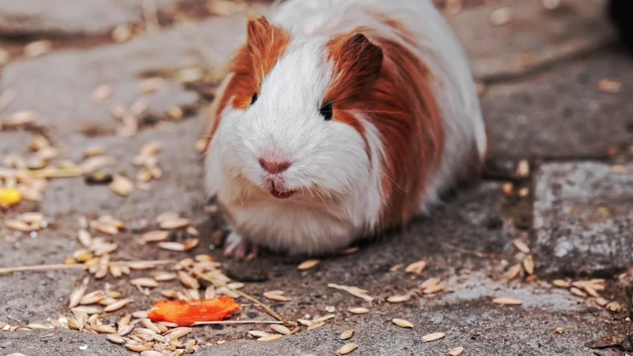 Brown and white guinea pig eating seeds