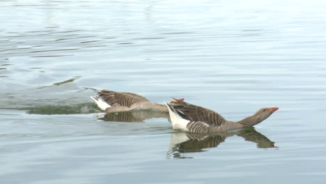 two geese swimming on a lake