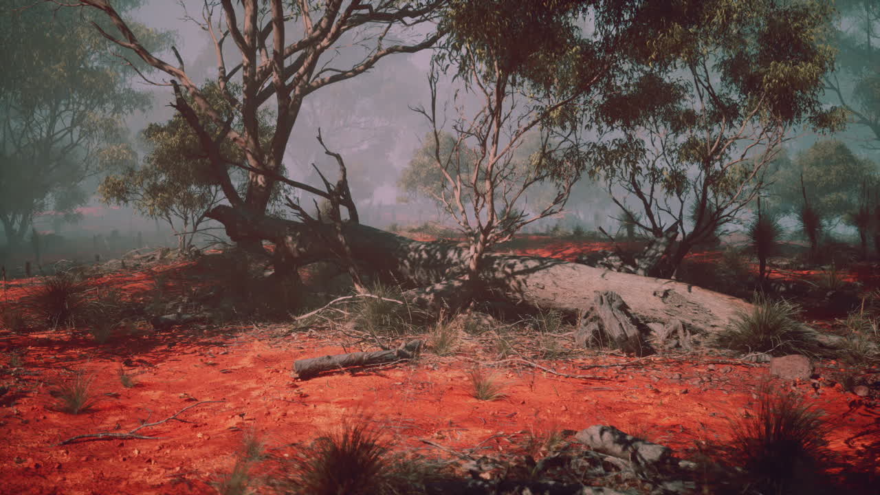 bosque de niebla con tierra roja