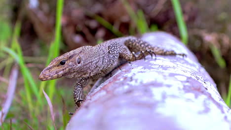 Monitor-lizard-on-fallen-tree-with-its-tongue-out,-crawling-to-burrow