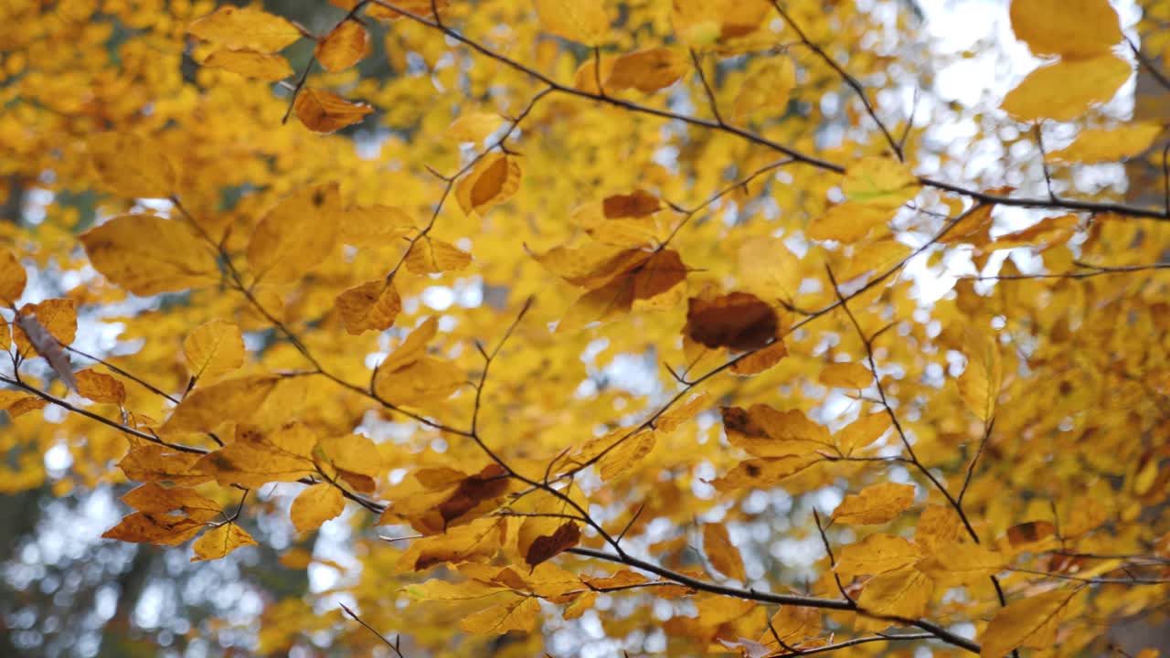 una vista hacia arriba de las hojas de otoño amarillas doradas en los árboles en los alpes franceses