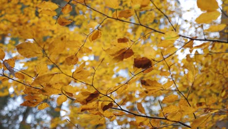 An-upwards-view-of-the-golden-yellow-autumn-leaves-in-the-trees-in-the-French-Alps