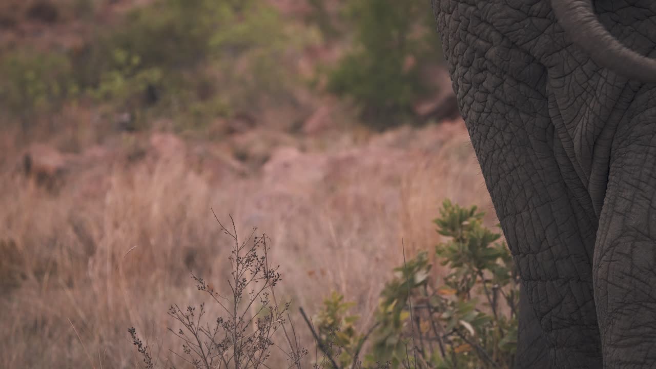 moviendo la cola del elefante africano parado en la sabana, primer plano