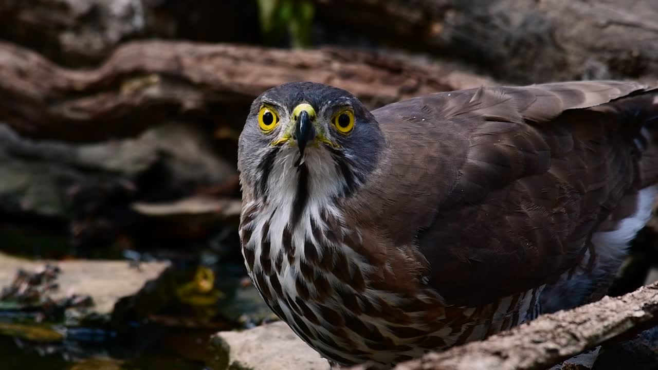 el azor crestado es una de las aves rapaces más comunes en asia y pertenece a la misma familia de águilas, aguiluchos