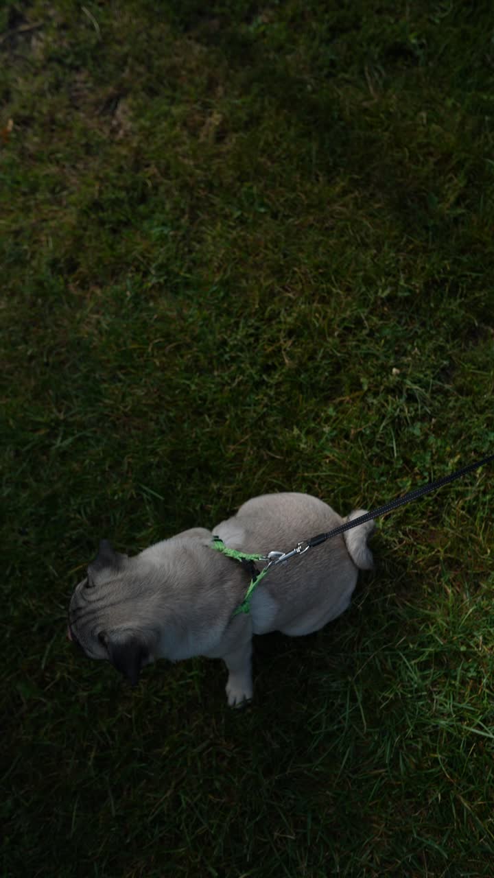 un cachorro de pug en una correa en la hierba