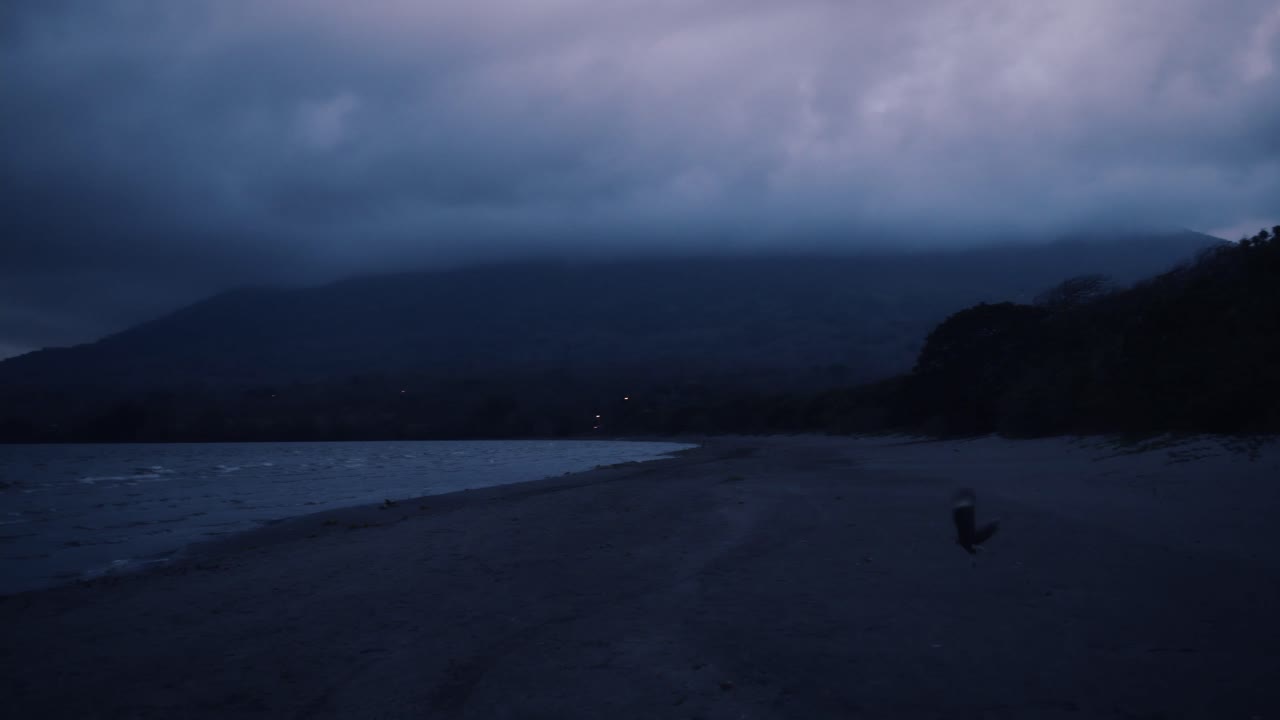 새 한 마리가 해변에서