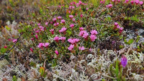 flores rosadas en la tundra ártica