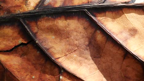 dry brown leaf on wooden background ,