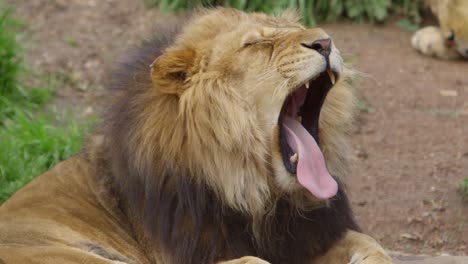 león macho bostezando en cámara súper lenta