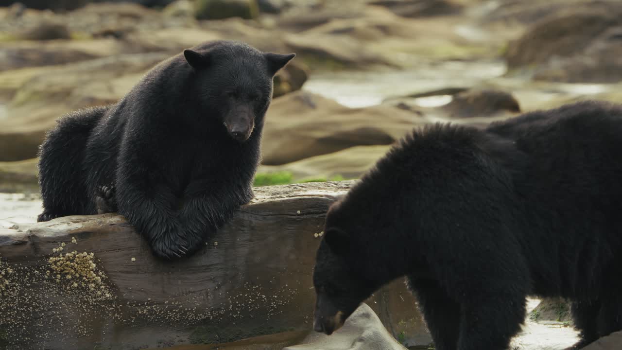 Vancouver Island Black Bears Foraging At The Rivers Near Port Hardy In British Columbia, Canada. Static Shot