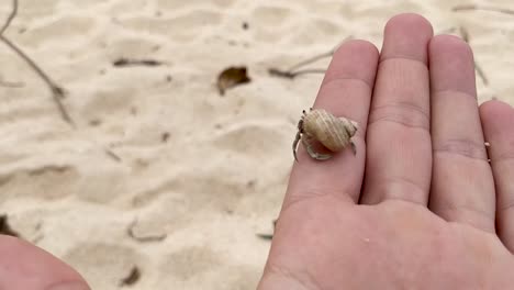 baby crab in a rapan shell walking on a man's hand with a sandy beach in the background