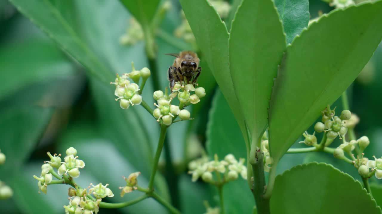 에버그린 스핀들에서 꽃가루를 모으는 꿀벌 한 마리, 일본 스핀들 피는 꽃 - 매크로