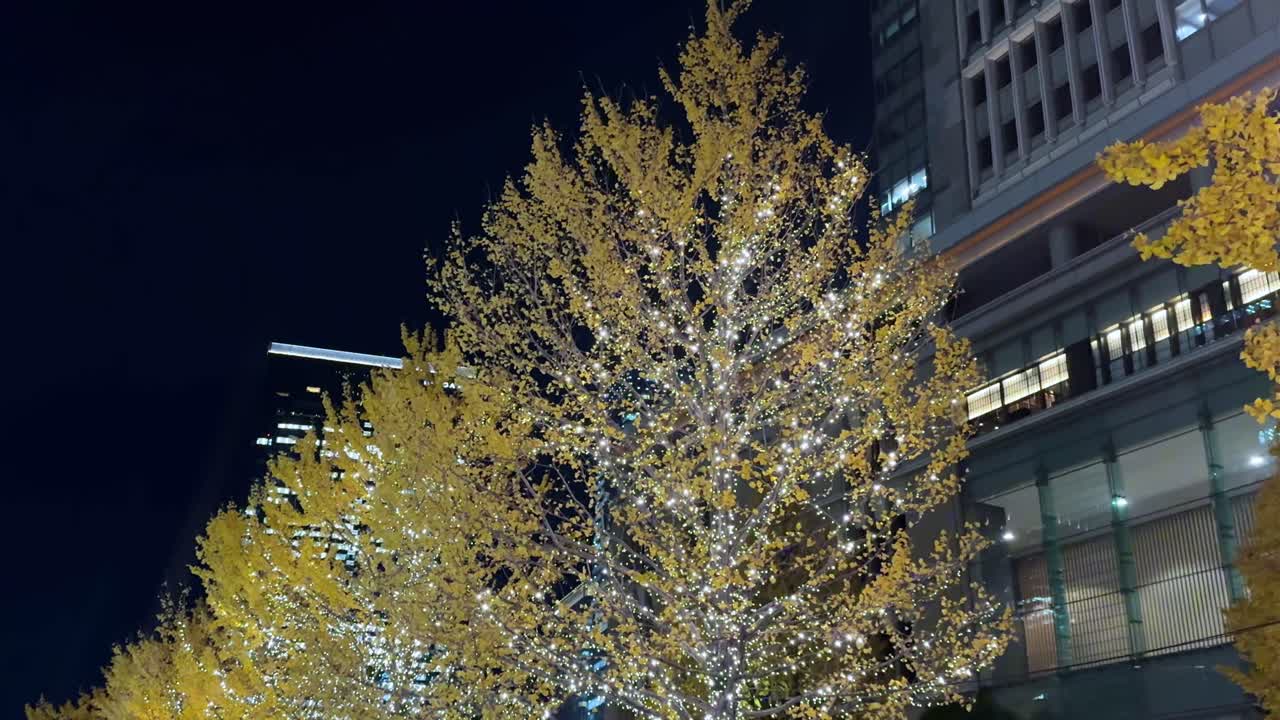 일본 도쿄 의 밤 에 가을 잎 을 가진 황금빛 으로 조명 된 나무 들