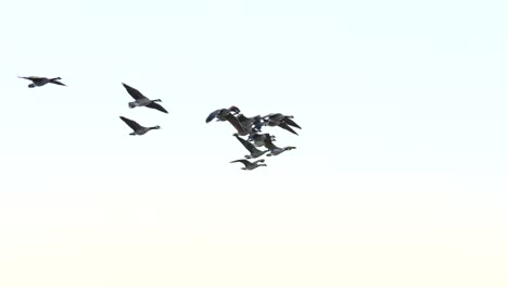 Geese-fly-in-slow-motion-with-a-white-background-and-an-in-camera-transition