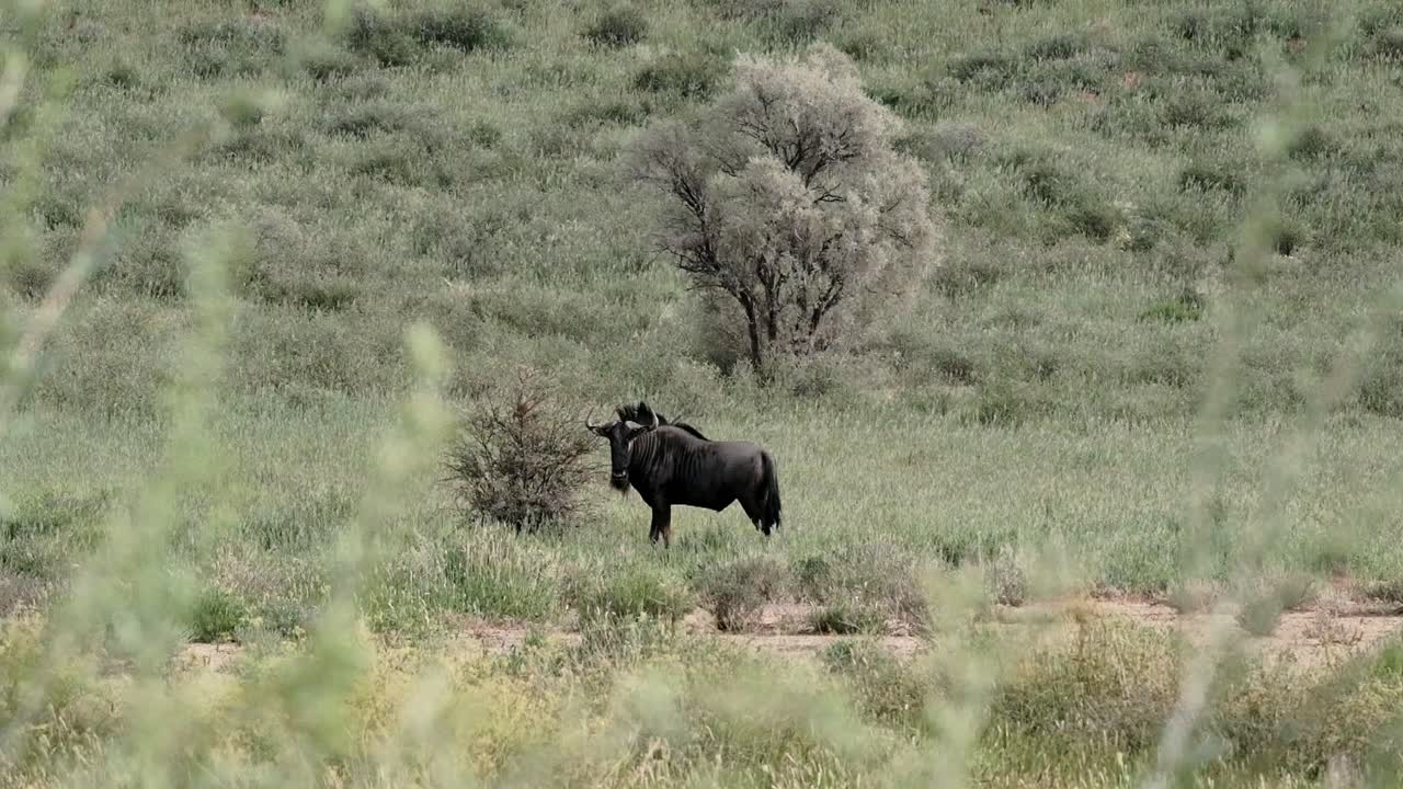 A lone male wildebeest in the Kalahari after the rains