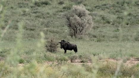 a lone male wildebeest in the kalahari after the rains