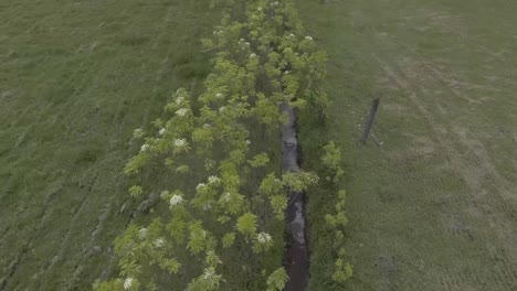 Flying-above-a-green-bush-with-small-elderberry-flowers,-below-this-bush-is-a-small-elongated-stream-flowing-in-the-middle-of-the-country-landscape