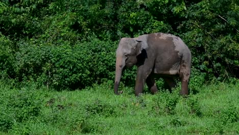 los elefantes asiáticos son especies en peligro de extinción y también son residentes de tailandia