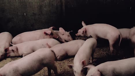 little pigs isolated for rearing