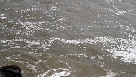 Seal-bobbing-his-head-in-and-out-of-the-sea,-looking-towards-camera-at-Waxham-Sands-beach,-Norfolk