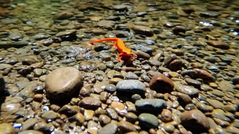 orange salamander in a stream