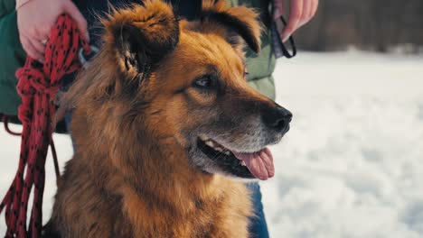 large brown dog held by a woman on a leash