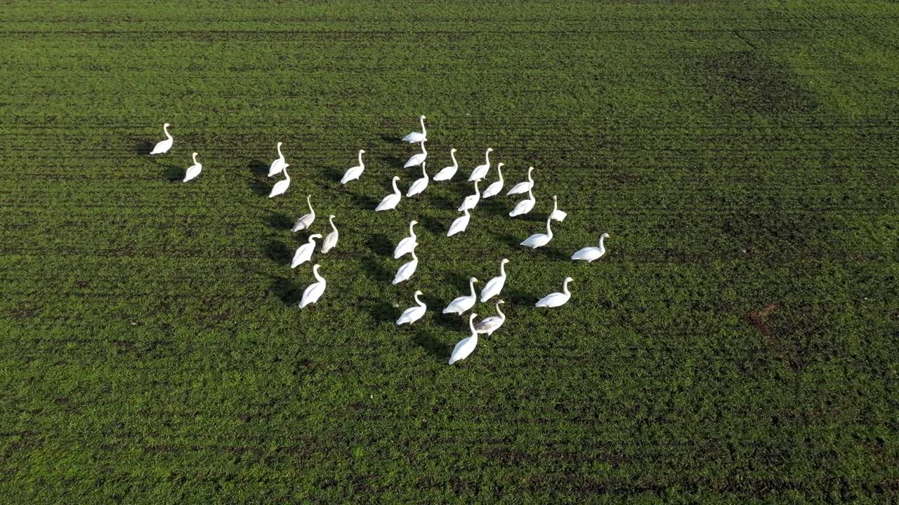 vista aérea de la bandada de cisnes caminando en el campo verde