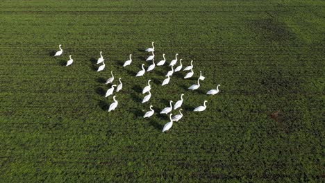 Aerial-view-of-flock-of-swans-walking-on-green-field