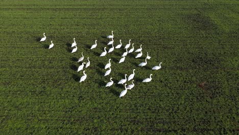 vista aérea de la bandada de cisnes caminando en el campo verde