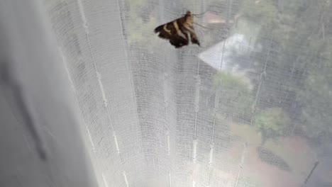 Beautiful-brown-moth-with-golden-brown-and-yellow-textured-wings-flying-and-trying-to-escape-on-a-window-curtain-inside-home