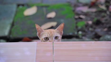 brown shorthair cat hiding and playing under floor