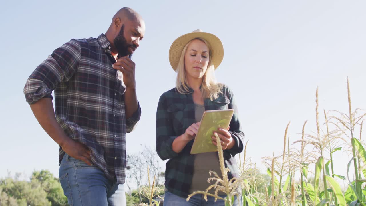 Video of happy diverse female and male with tablet in field on sunny day