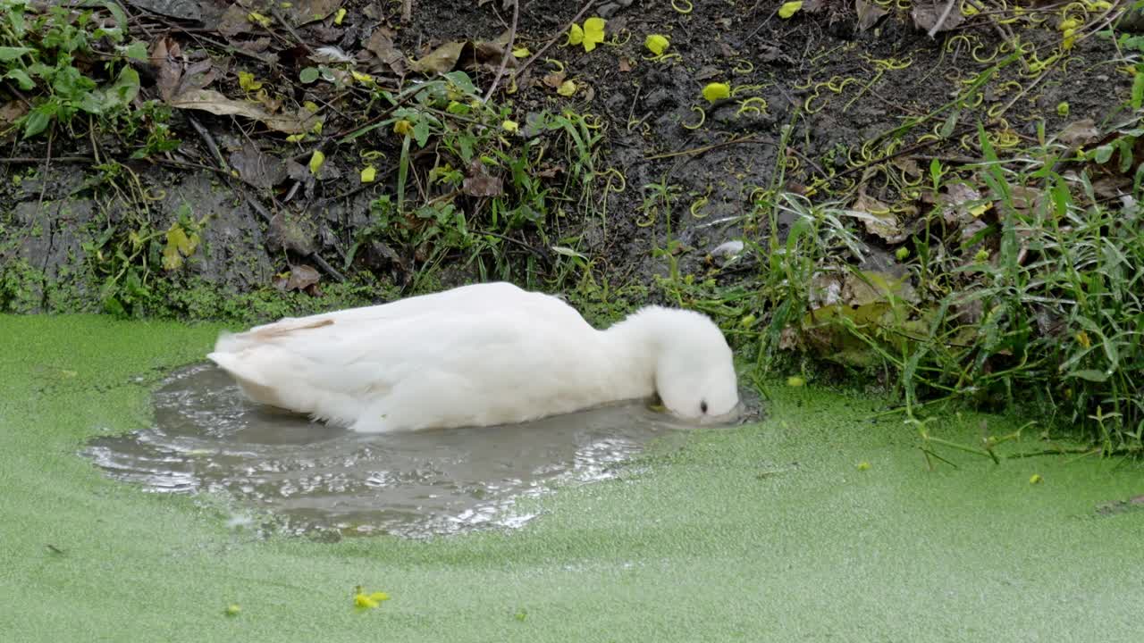 A tranquil scene of a duck swimming in a green pond surrounded by nature.
