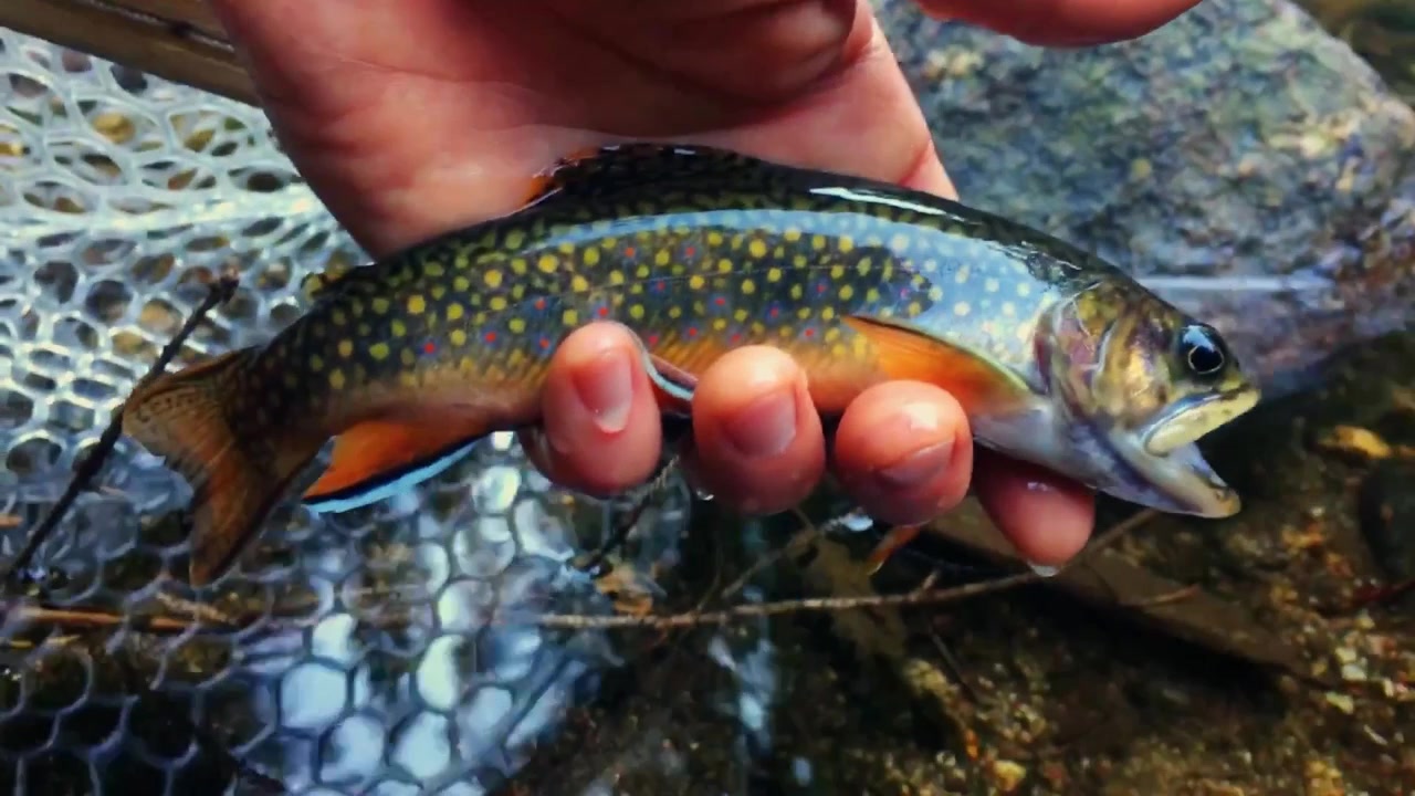 Una trota di ruscello sana nuota via dopo un'attenta cattura e rilascio in un limpido ruscello di montagna, evidenziando la pesca etica e la conservazione delle acque dolci