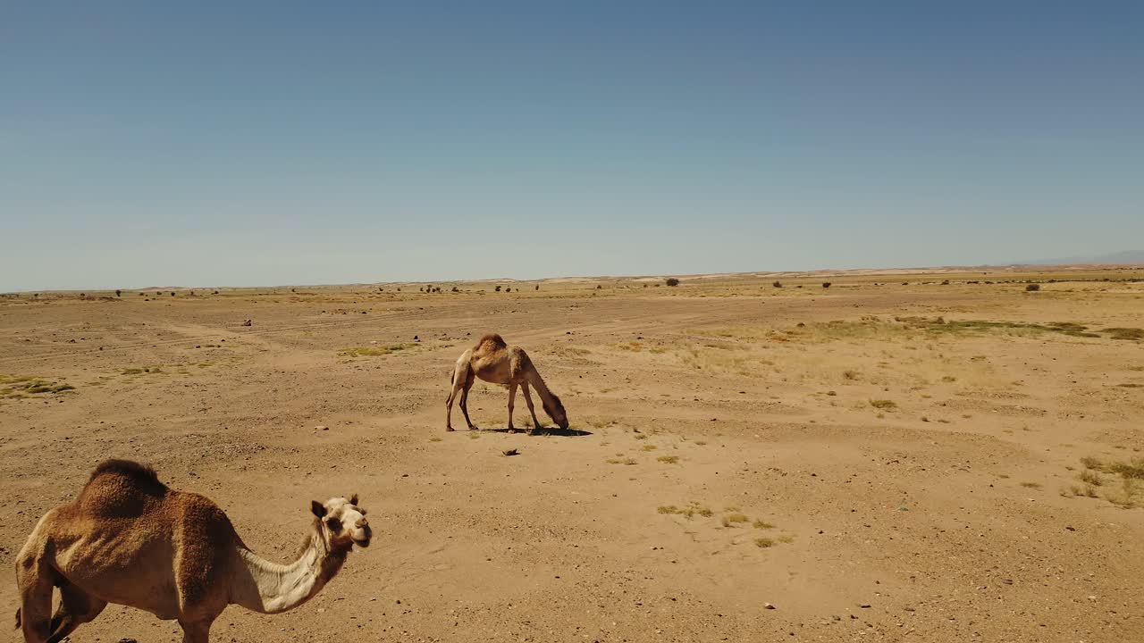 dos camellos caminan y comen hierba en el desierto de arena en un día caluroso y soleado