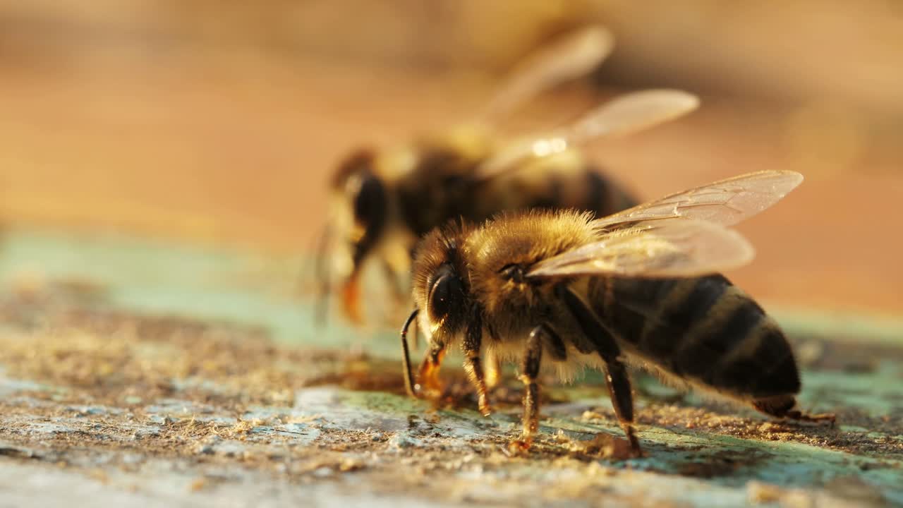 Bees Drinking